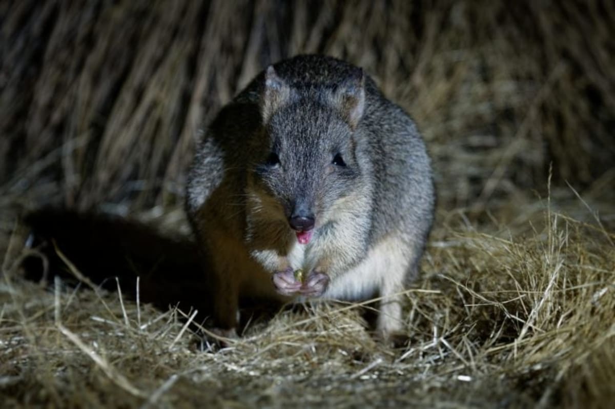 Scientists Use Poop DNA to Save World's Rarest Marsupial - Image 5