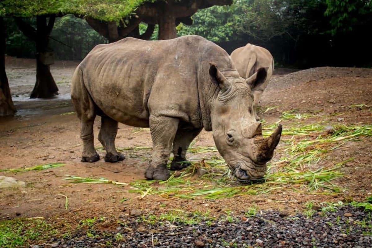 Two Rhino Species Recover From Near-Extinction - Image 5