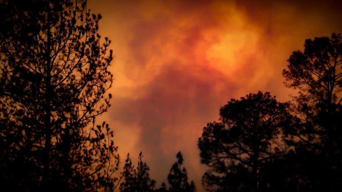 653 Endangered Frogs Released After California Wildfire - Image 2