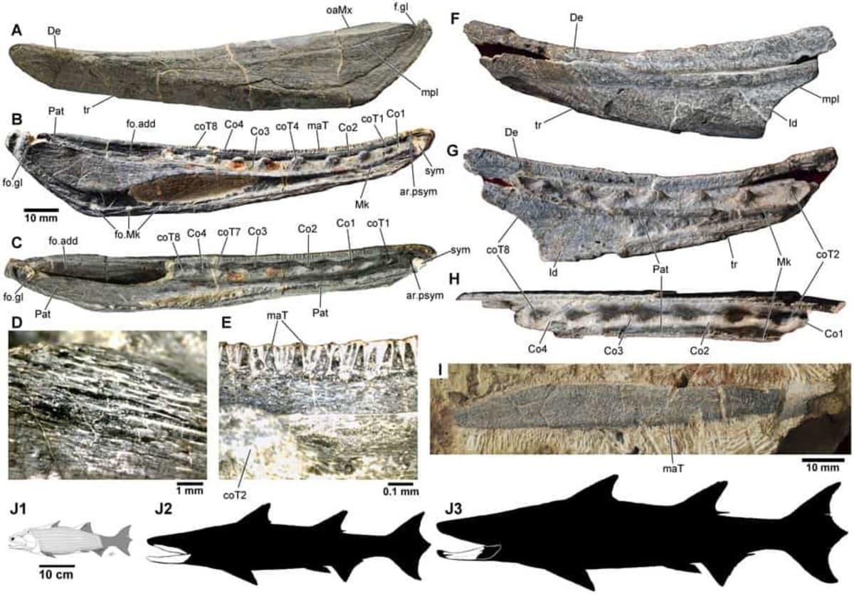 436-Million-Year-Old Fish Fossil Reveals Evolution Secrets - Image 3