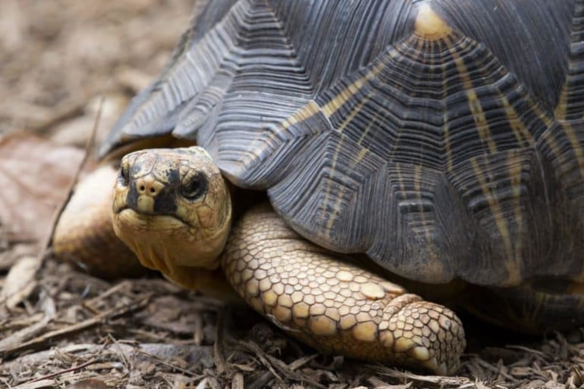 Oregon Raises Hotel Tax to Protect 321 At-Risk Species - Image 5