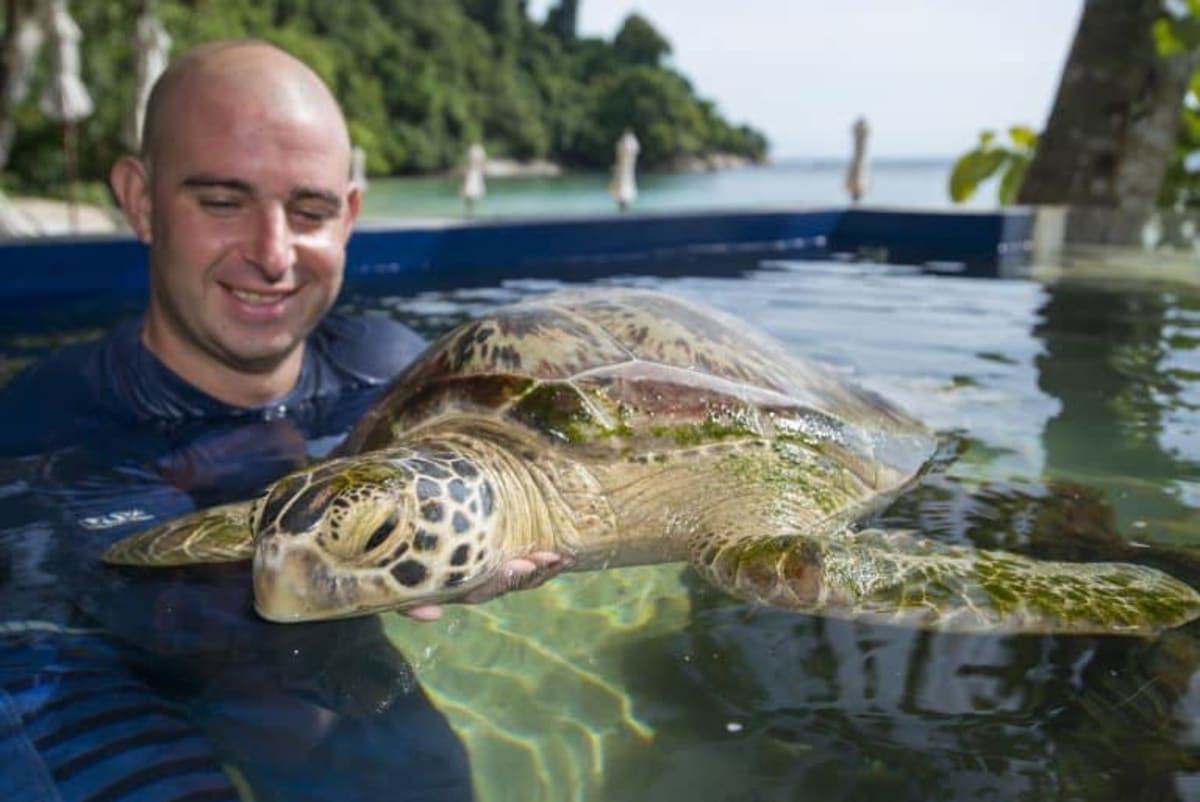 Melby the Manatee Freed From Florida Storm Drain - Image 4