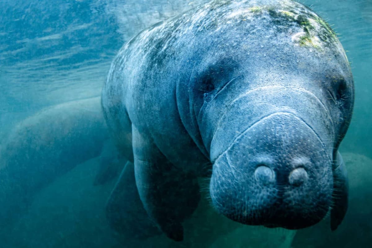 Manatee swimming in shallow Florida waters after successful rescue and rehabilitation