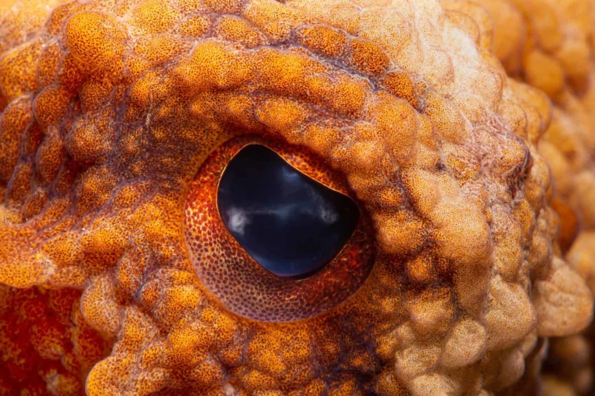 Hidden Teeth Rewrite 300-Million-Year Octopus History - Image 3