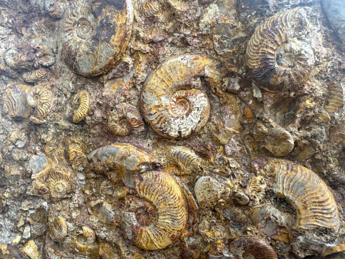 Hidden Teeth Rewrite 300-Million-Year Octopus History - Image 2