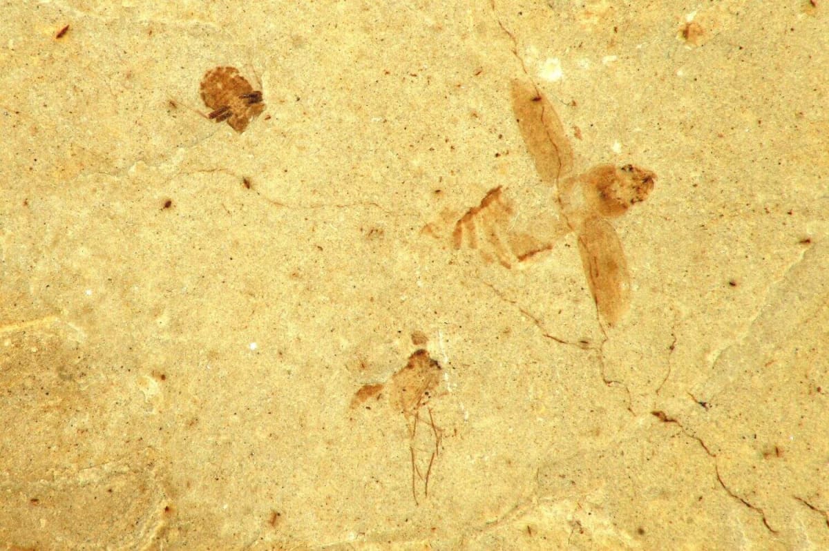 Ancient fossil bones in Dominican cave where bees built nests thousands of years ago