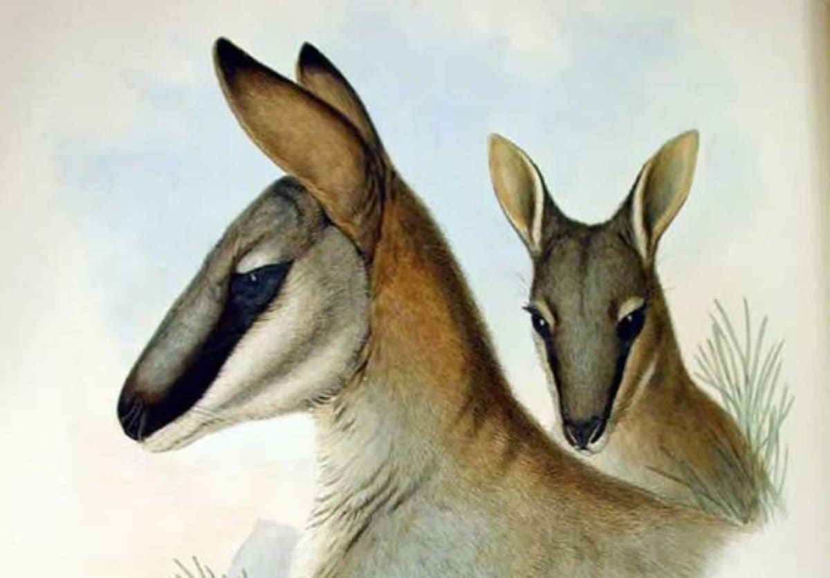 How One Wallaby's Extinction Saved Its Closest Cousin - Image 2