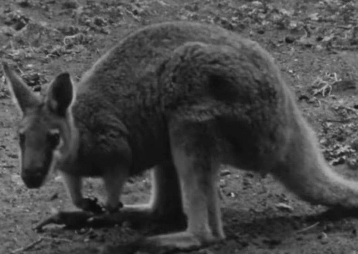 How One Wallaby's Extinction Saved Its Closest Cousin - Image 4