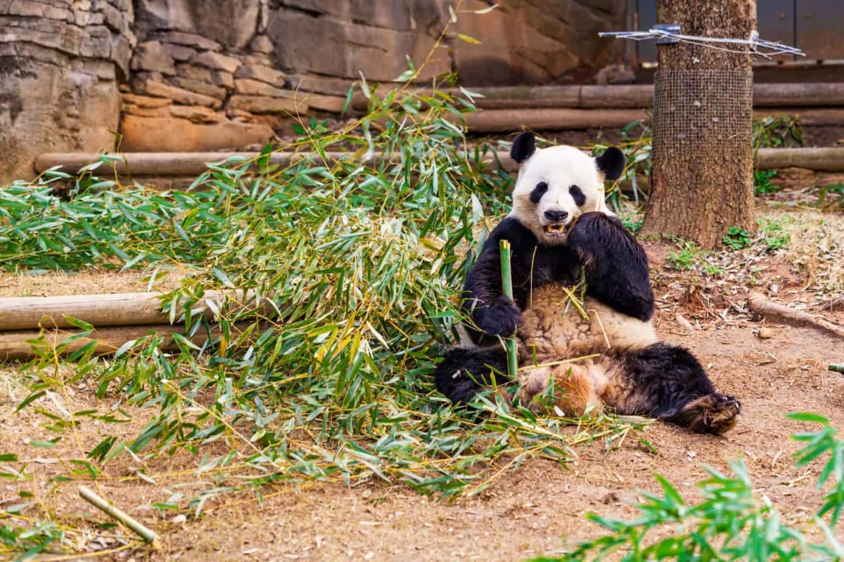 Giant panda eating bamboo in protected forest reserve in China