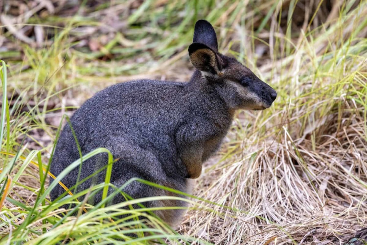 How One Wallaby's Extinction Saved Its Closest Cousin - Image 5