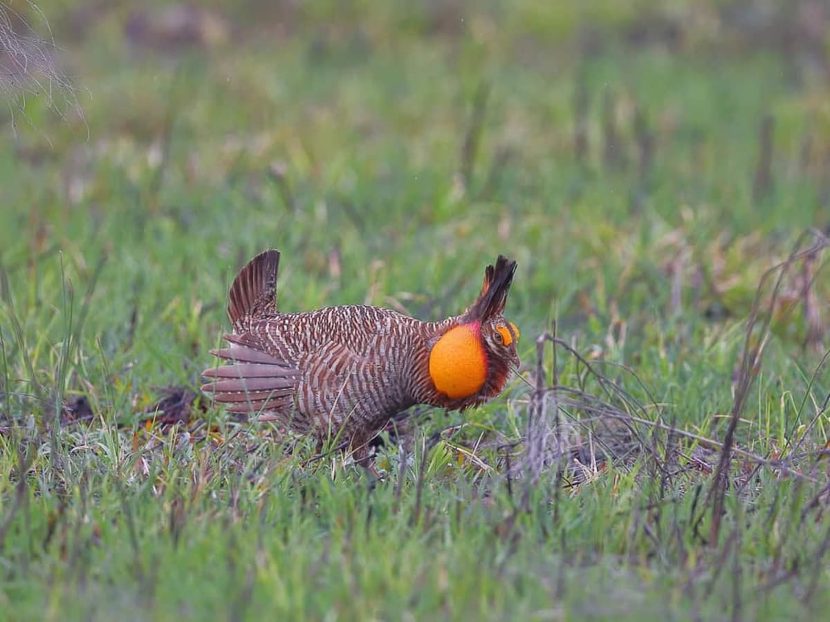 Texas Ranch Family Saves Nearly Extinct Prairie Chicken