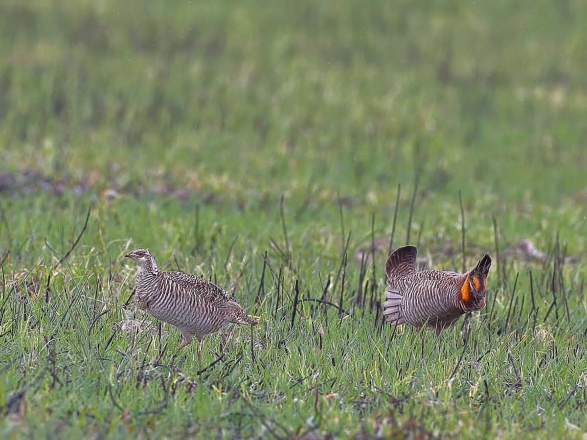 Texas Ranch Family Saves Nearly Extinct Prairie Chicken - Image 2