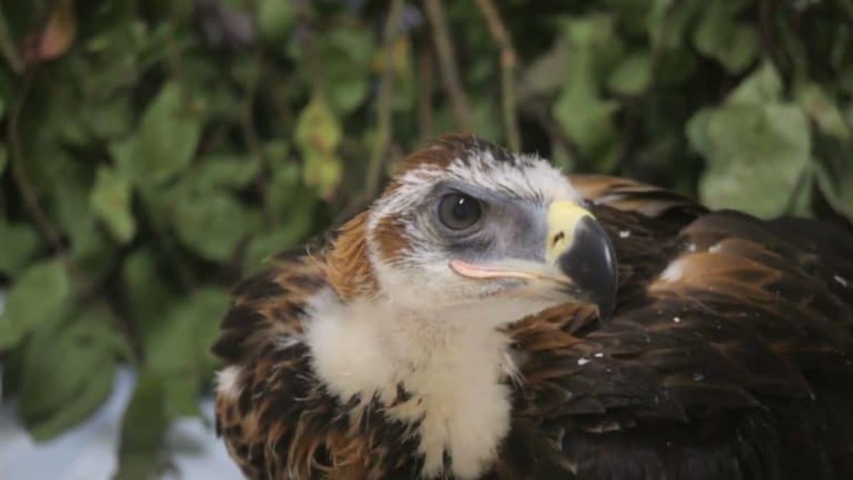Baby Osprey Survives 55-Foot Fall in Hampton Bays - Image 5