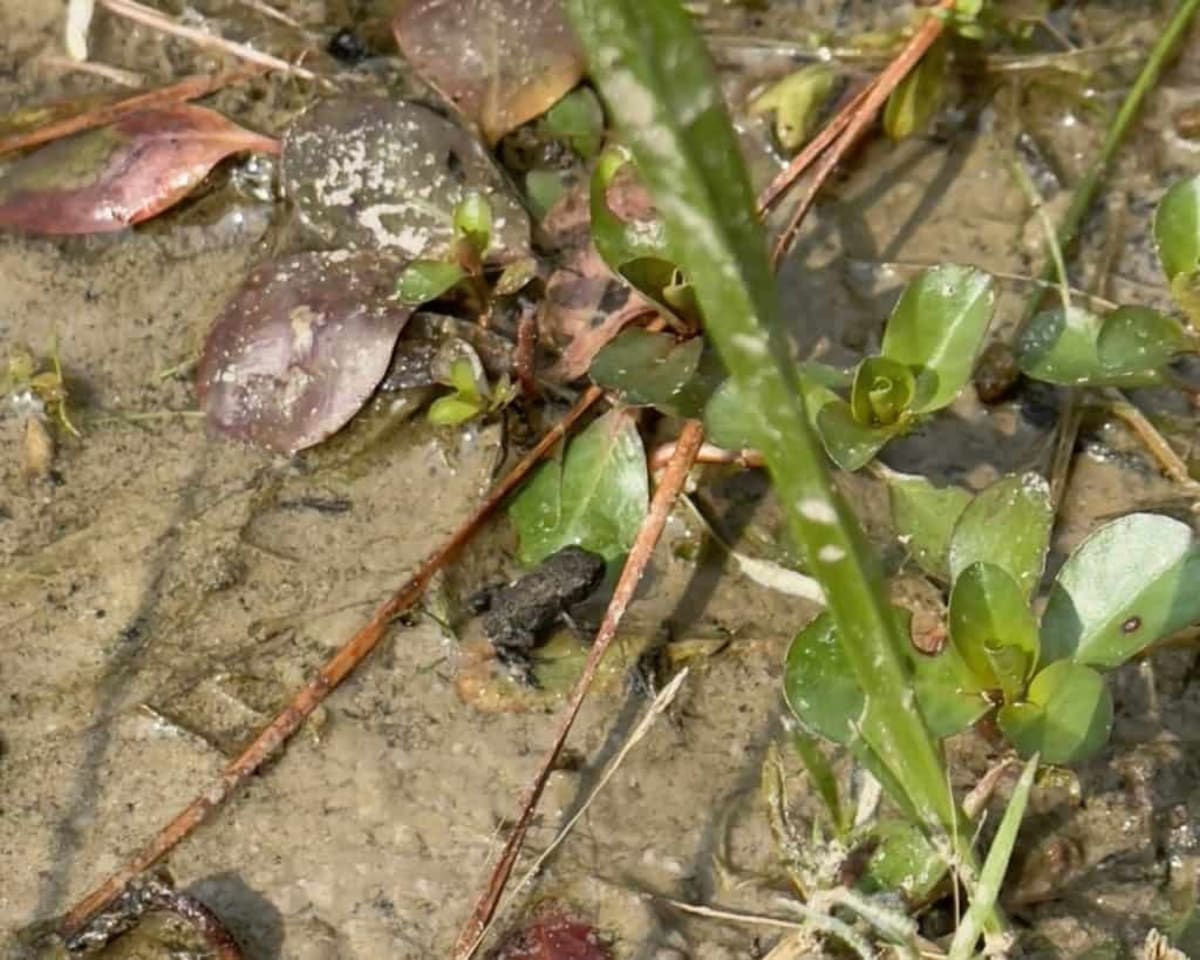 Texas Releases a Million Eggs to Save Endangered Toad - Image 4