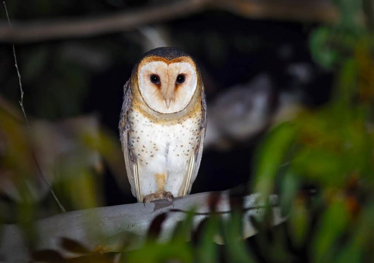 Scientists Create Tool to Measure Animal Suffering - Image 2