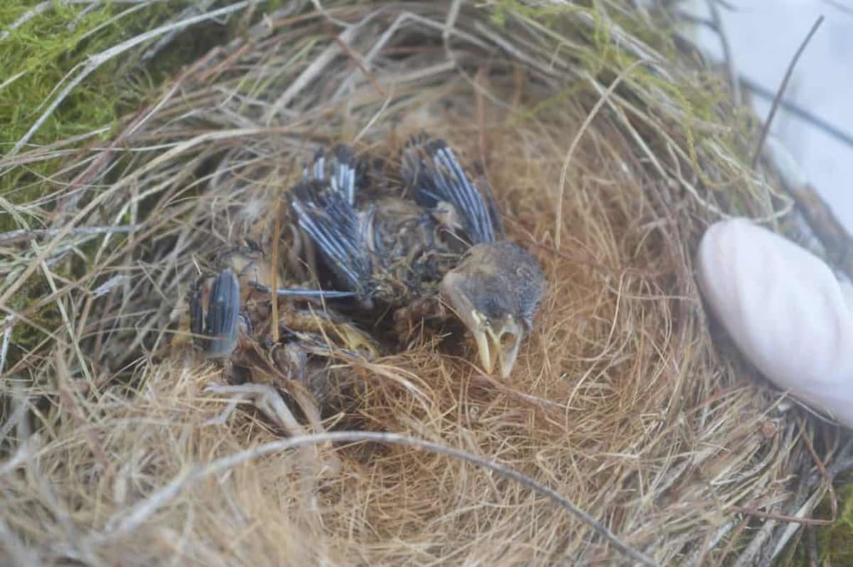 Scientists Create Tool to Measure Animal Suffering - Image 4