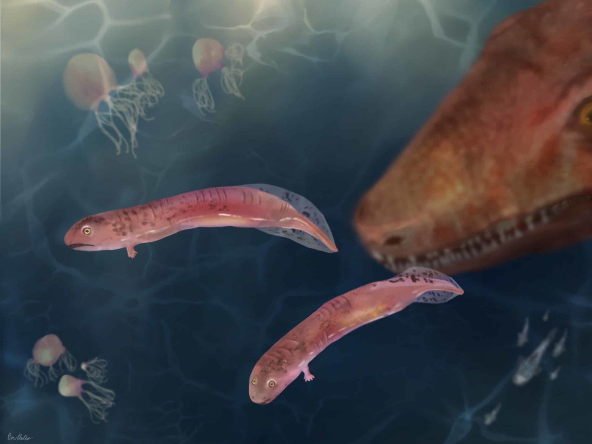 Illustration of baby embolomere fossil compared to adult crocodile-like ancient tetrapod predator