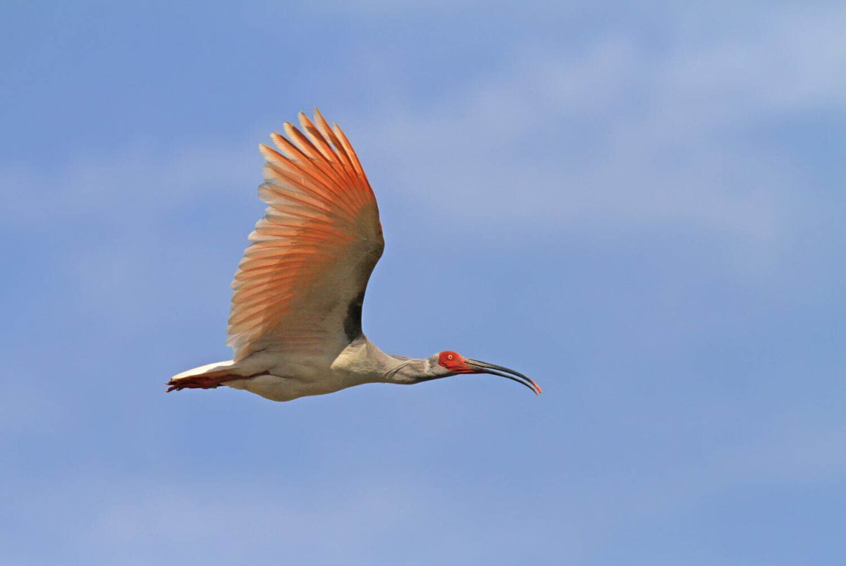 Japan Releases 8 Sacred Birds Once Extinct in the Wild - Image 4
