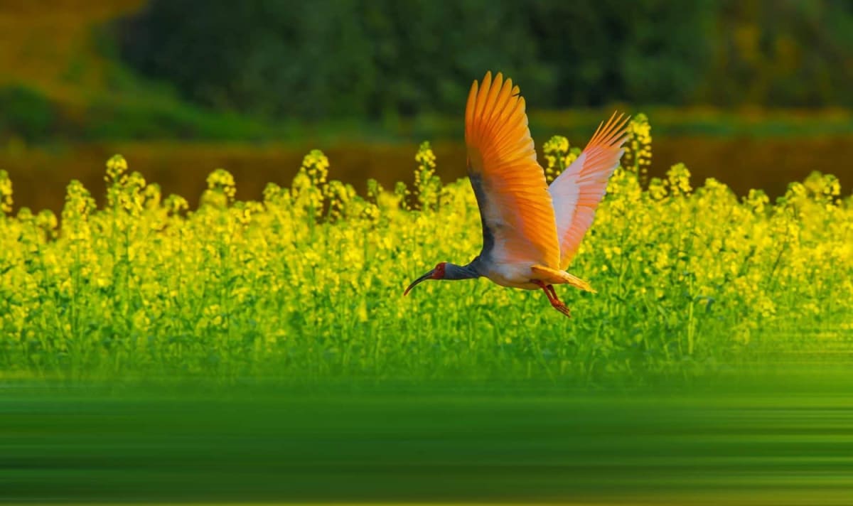 Japan Releases 8 Sacred Birds Once Extinct in the Wild - Image 3