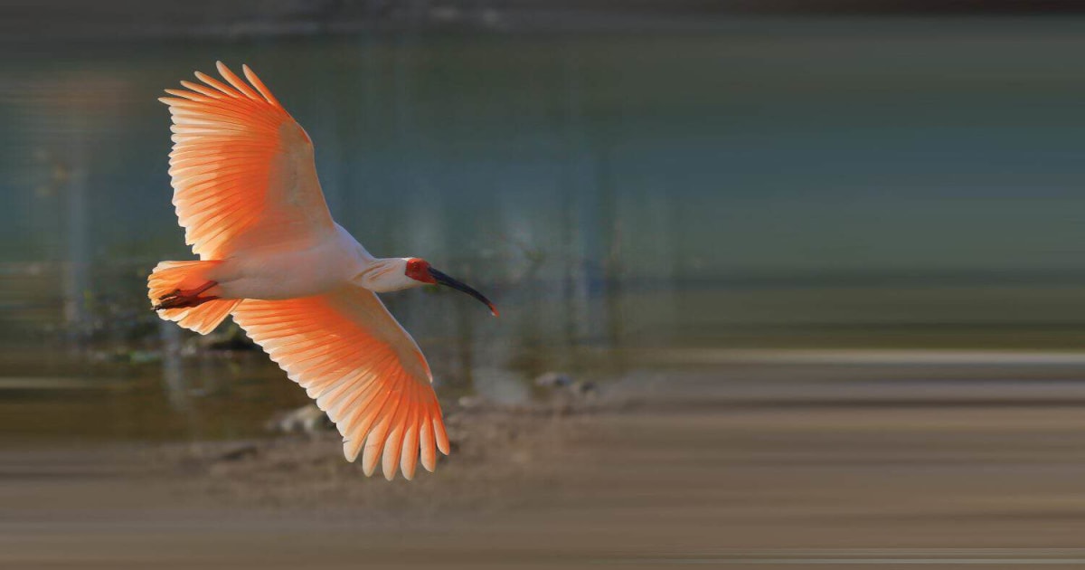 Japan Releases 8 Sacred Birds Once Extinct in the Wild