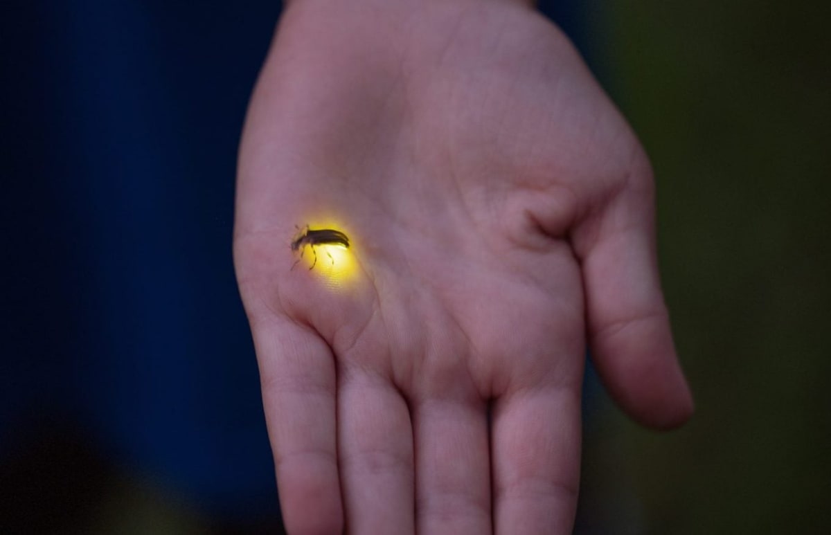 Your Smartphone Can Help Save 18 Endangered Firefly Species