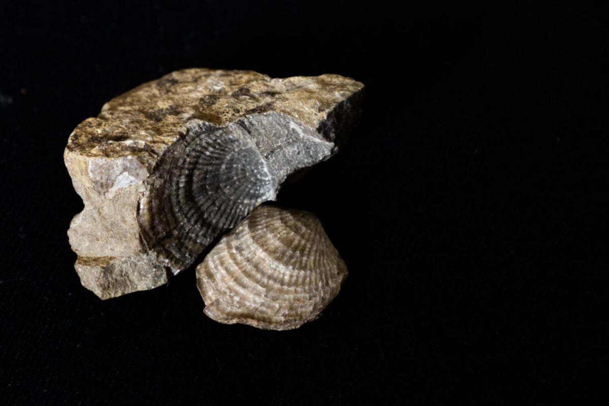 380-Million-Year-Old Fish Reveals How Life Left the Sea - Image 2