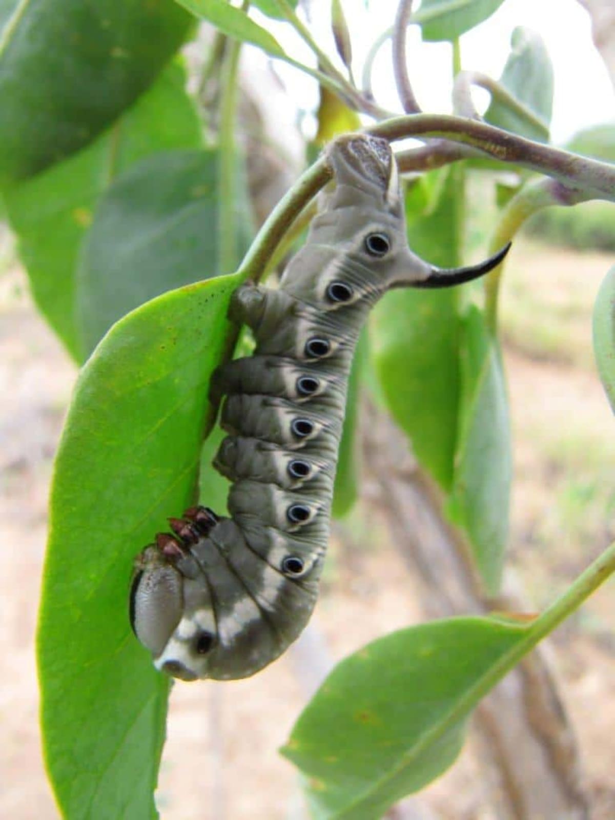 Two Extinct Hawaiian Insects Found Thriving After 100 Years - Image 5