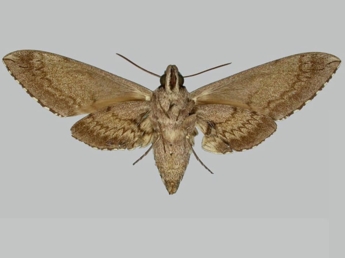 Two Extinct Hawaiian Insects Found Thriving After 100 Years - Image 4