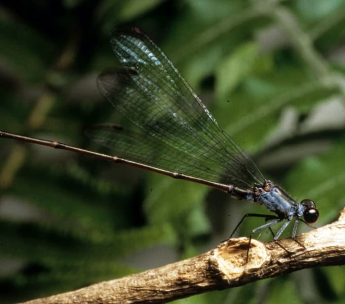 Two Extinct Hawaiian Insects Found Thriving After 100 Years