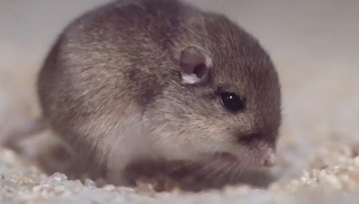 9 Superhero Mice Could Save Endangered California Species - Image 3