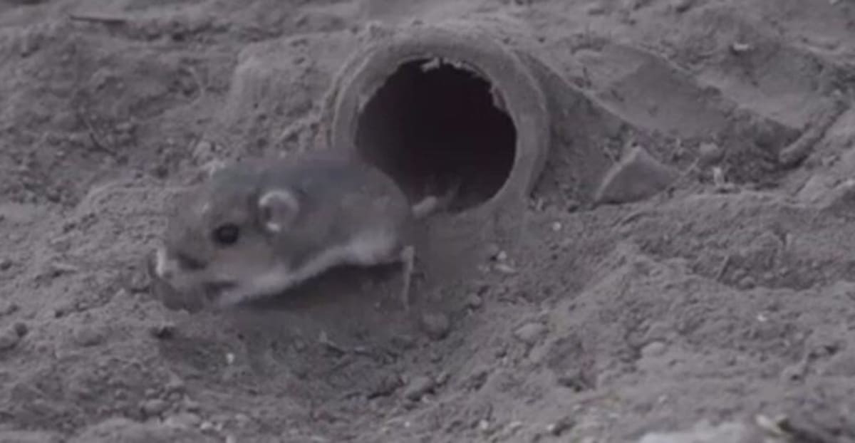 9 Superhero Mice Could Save Endangered California Species - Image 2