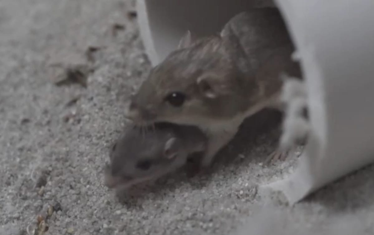 9 Superhero Mice Could Save Endangered California Species - Image 4