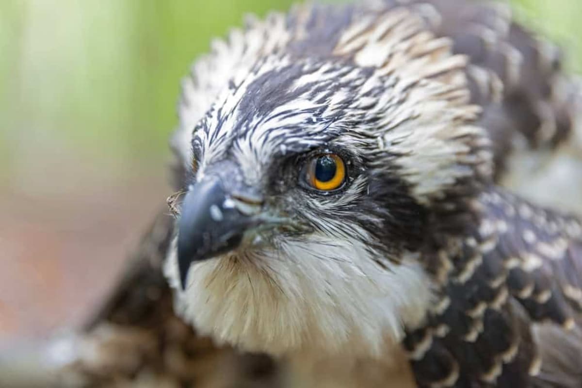 Baby Osprey Survives 55-Foot Fall in Hampton Bays