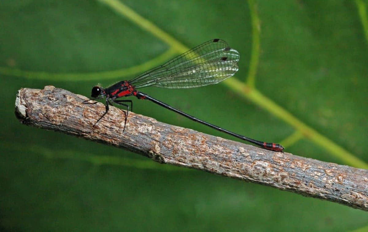 Two Extinct Hawaiian Insects Found Thriving After 100 Years - Image 3