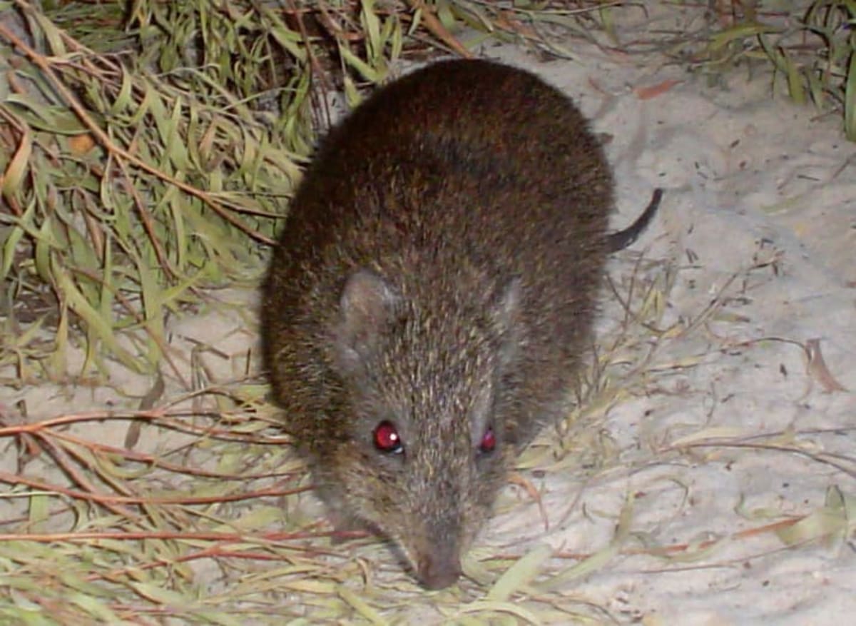 Scientists Use Poop DNA to Save World's Rarest Marsupial - Image 2