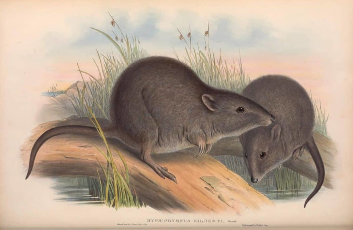 Scientists Use Poop DNA to Save World's Rarest Marsupial - Image 3
