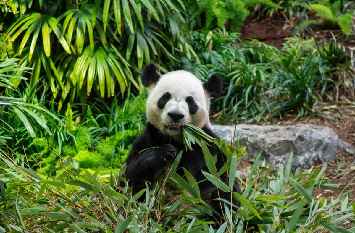 Giant Pandas Upgraded from Endangered to Vulnerable - Image 2