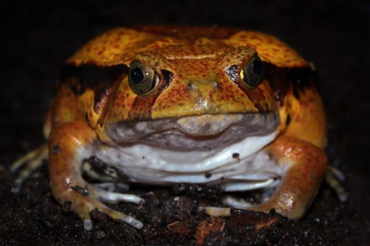 653 Endangered Frogs Released After California Wildfire - Image 5