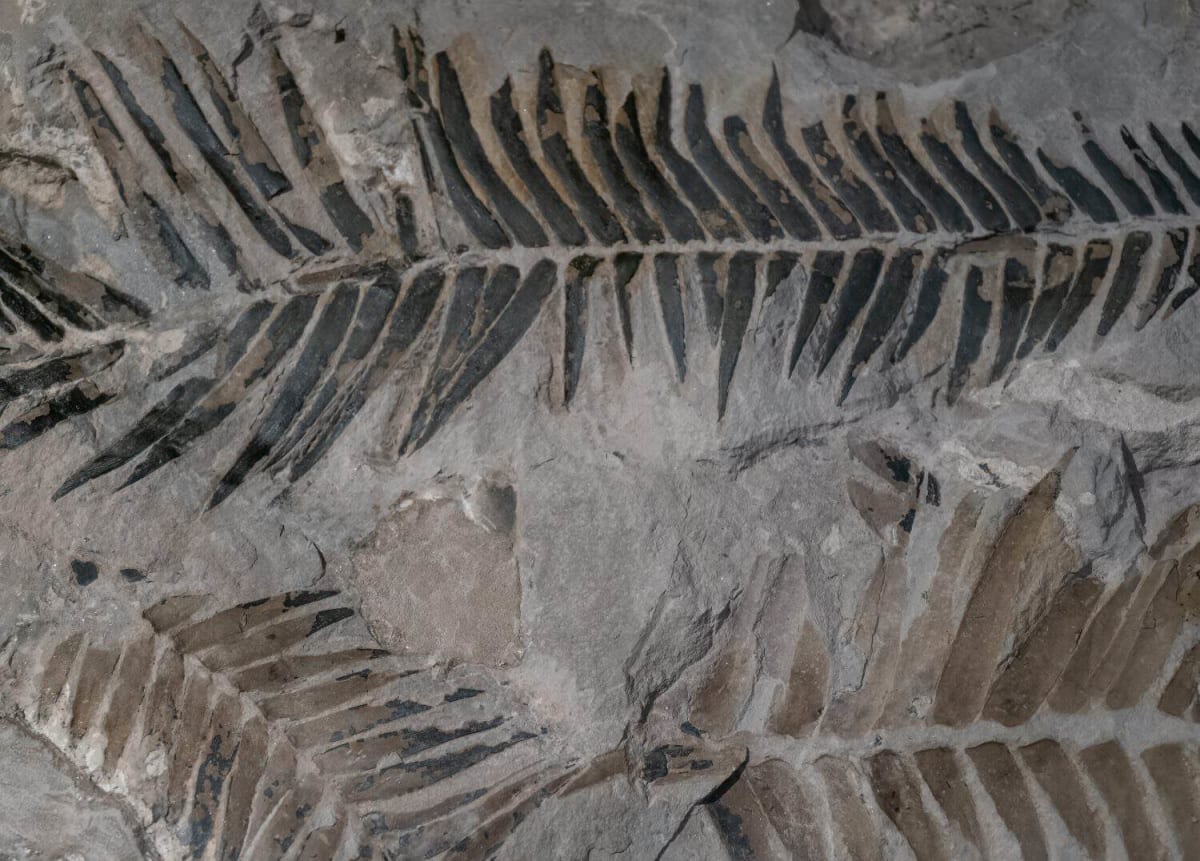 560-Million-Year-Old Animal Found in Arctic Sheep Field - Image 3