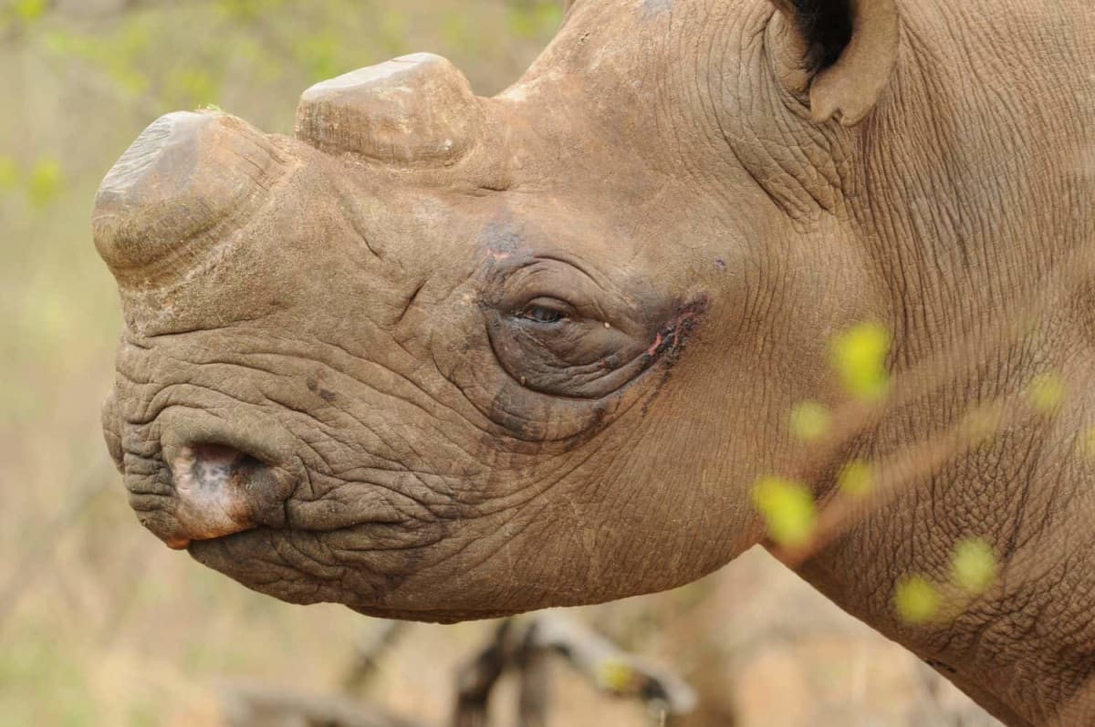 Two Rhino Species Recover From Near-Extinction