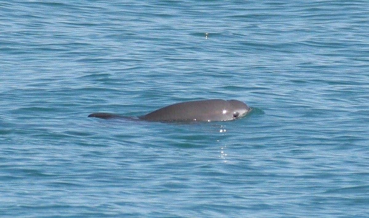 Scientists Create 3D Vaquita Skeleton to Save Rarest Porpoise - Image 4