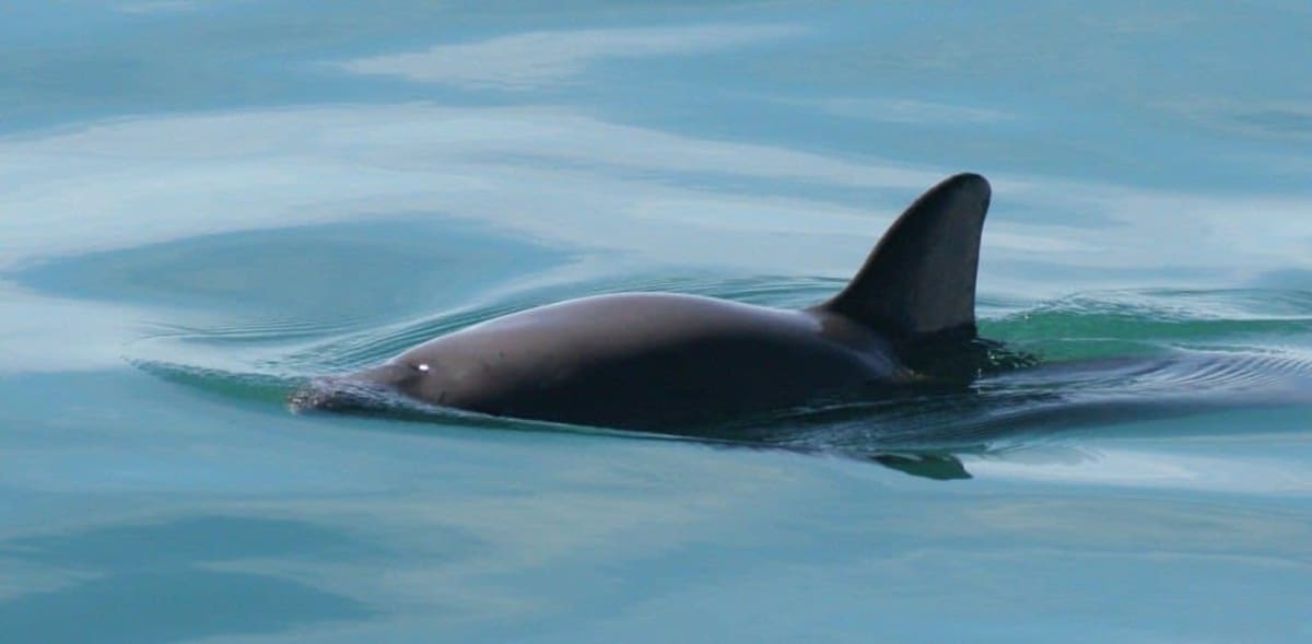 Scientists Create 3D Vaquita Skeleton to Save Rarest Porpoise - Image 5