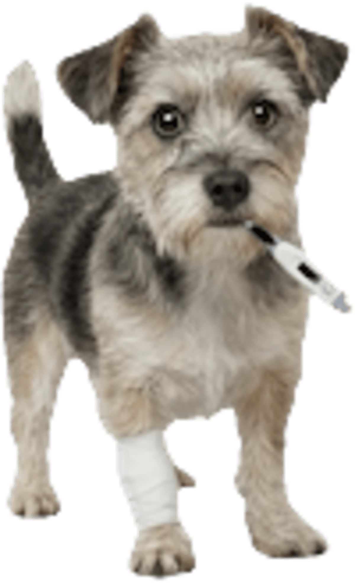 Digital Twins Help Scientists Save Endangered Species - Image 5