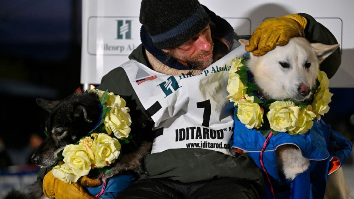 Musher Jessie Holmes celebrates with raised fists alongside his 12 sled dogs at Iditarod finish line