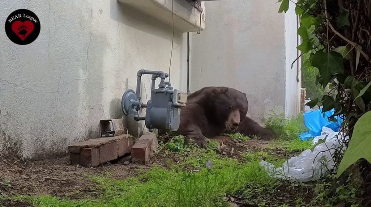 Bear Locks Itself in Tennessee Hotel Bathroom, Walks Out Fine - Image 3