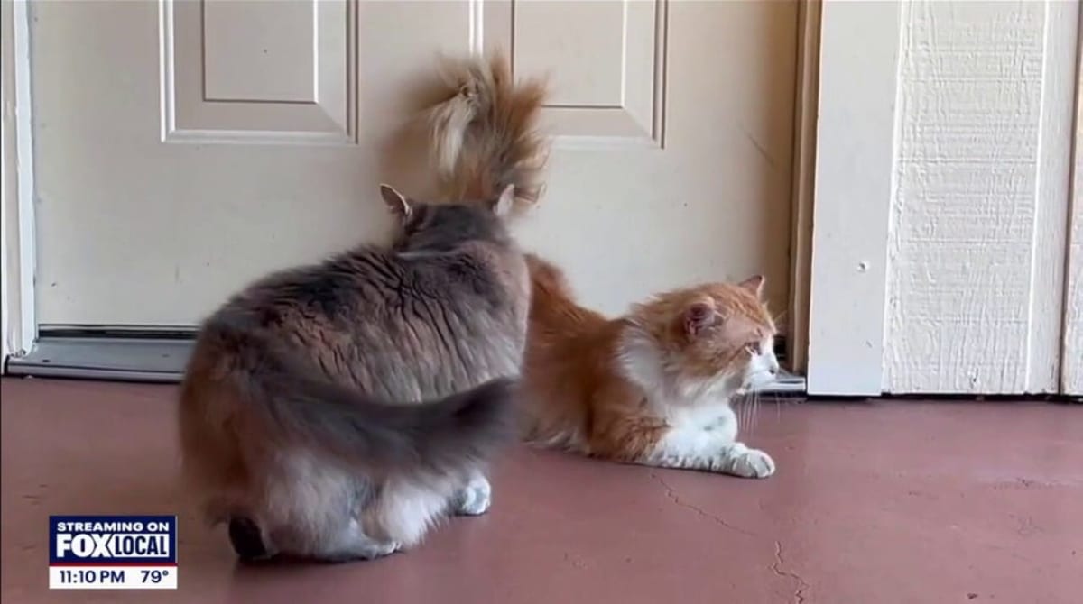 Brooke Garci smiling while holding her cat Artemis after five year reunion