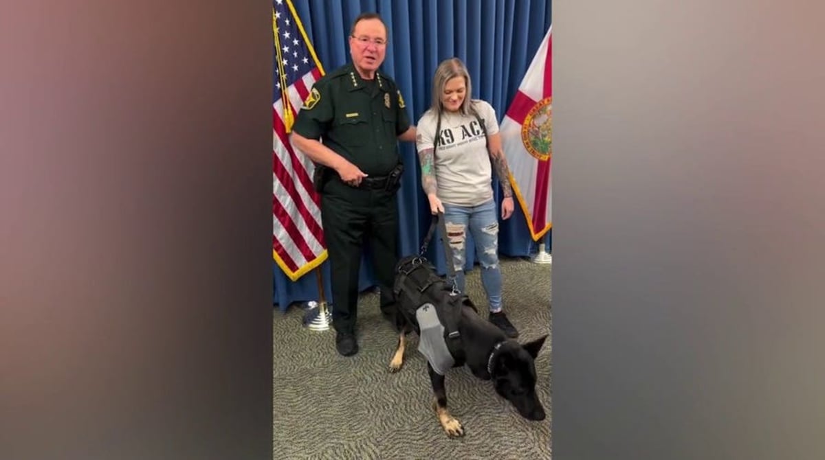 K-9 Ace Returns to Work Days After Losing Leg for Deputies - Image 3