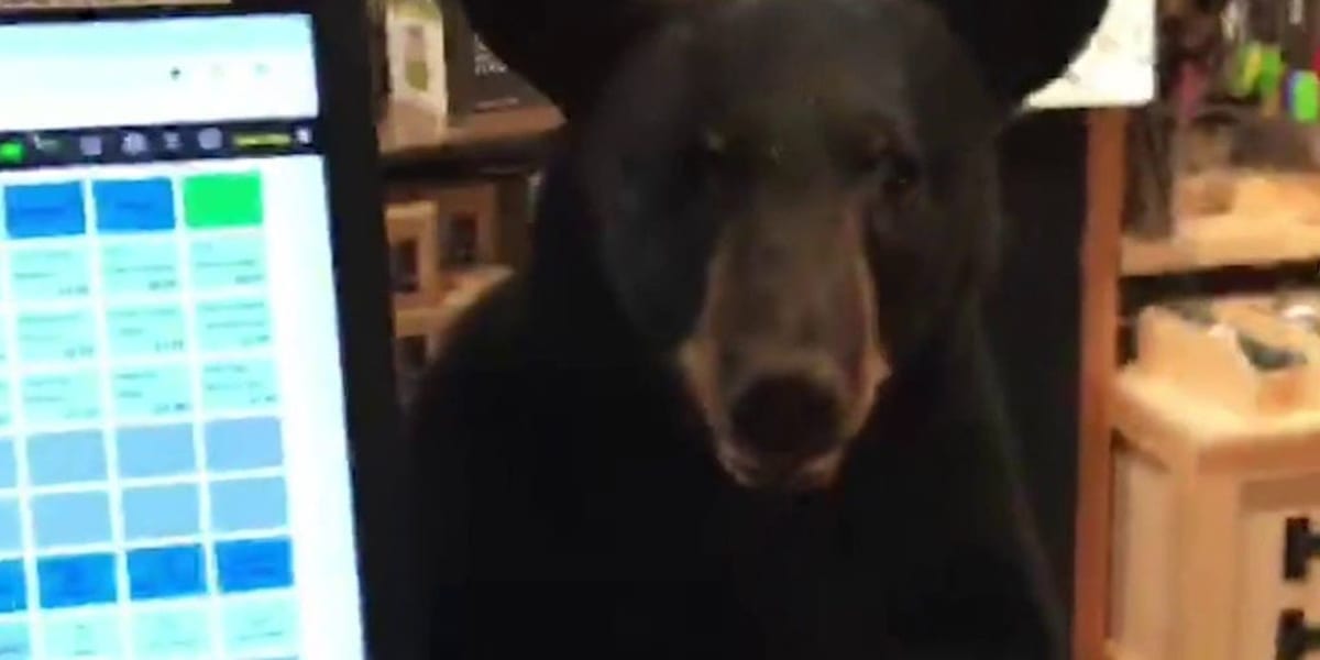 Black bear standing on counter inside Tennessee tea shop during unexpected visit