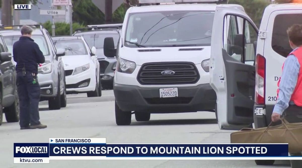 SF Mountain Lion Safely Released After Sunset District Visit - Image 3