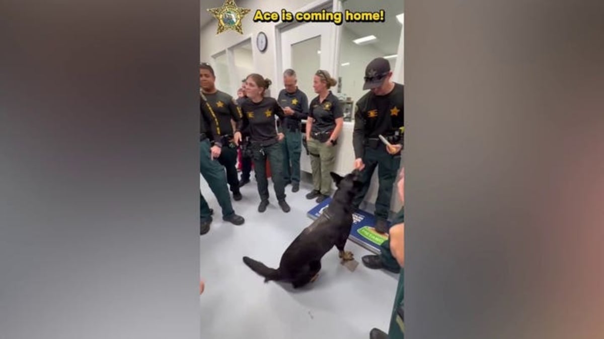 K-9 Ace Returns to Work Days After Losing Leg for Deputies - Image 5